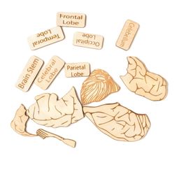 Nesta Toys Kids 13 Pieces Human Brain Anatomy Puzzle Toy-19