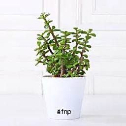 Beautiful Jade Plant in White Plastic Pot-image-60