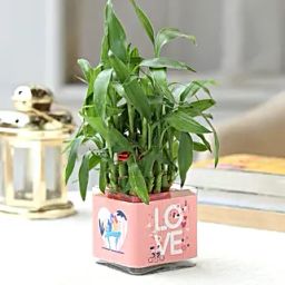 Love Special 2 Layer Bamboo Plant-image-9