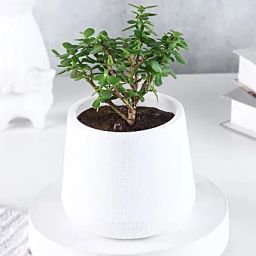 Serene Jade Green Bushy Plant in White Pot-image-62