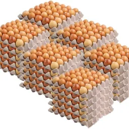 Egg holder Egg Holder-image-30