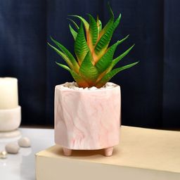 TAYHAA Green & Pink Succulent Plant With Ceramic Pot-58