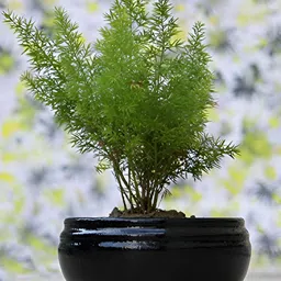LASAKI Black Textured Ceramic Planter-image-40