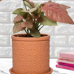 LASAKI Gloria Brown Textured Ceramic Planter-image-10