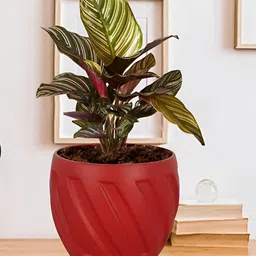 LASAKI Red Textured Ceramic Planter-picture-13