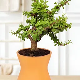LASAKI Orange Textured Ceramic Planter-picture-9