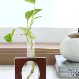 GLOBALLY INDIAN Brown & Transparent Wooden Test Tube Planter-image-13
