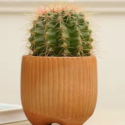 PUREZENTO Brown Striped Terracotta UV Stable Planter-picture-24