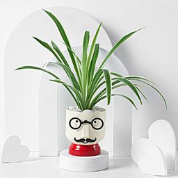 Jolly Green Boy Planter-image-41