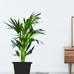 TRUSTBASKET Earth Box Black 6 Pieces Textured Planters-43