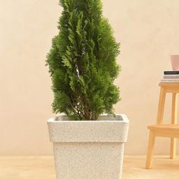 UGAOO White Barca Square Planter For Home & Balcony Garden-image-45