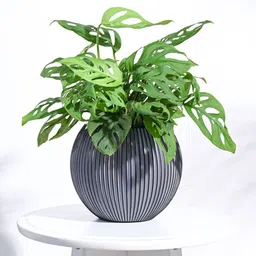 UGAOO Zuri Black Textured Vase Ball Small Planters-picture-27
