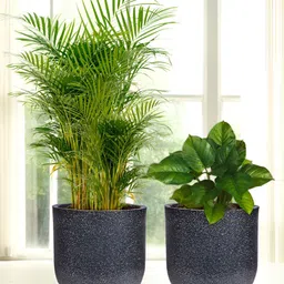 Kuber Industries Marble Jaguar Black 2 Pieces Printed Planters With Trays-image-59