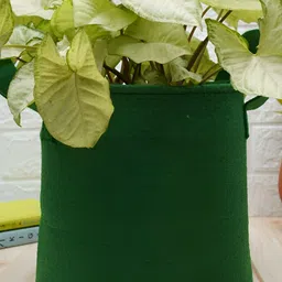 GOLD DUST Green 3 Pieces Jute Planters-9