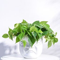 UGAOO Unwavered Love White Textured Ceramic Planter-image-2