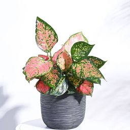 UGAOO Black Ball Rib Flower Medium Planter For Home Garden Plants-image-8