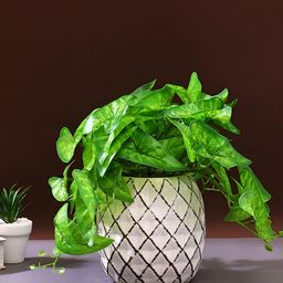 TAYHAA White Textured Ceramic Planter-11
