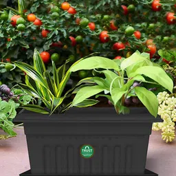TRUSTBASKET 12 Pcs Black Brand Logo Detailing Planter Saucers-44
