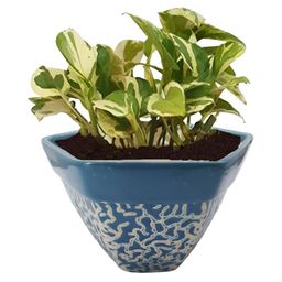 INDIA MEETS INDIA Blue & Beige Ceramic Pot Planter-image-55