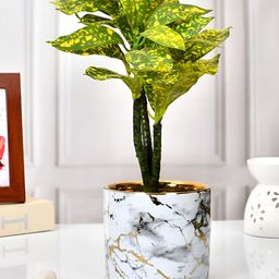TAYHAA White & Gold Toned Printed Ceramic Planter-image-87