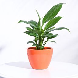 UGAOO Orange Apple Ceramic Planter-22