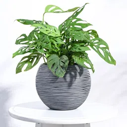UGAOO Zuri Black Ribbed Vase Ball Shaped Planter-image-49