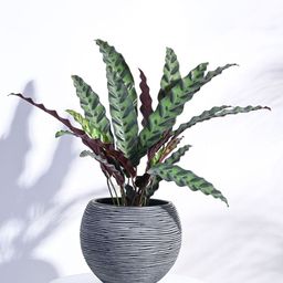 UGAOO Black Vase Ball Rib Medium Planter For Home & Balcony Garden-image-45