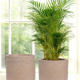 Kuber Industries Marble Jaguar 3 Pieces Cream-colored Lightweight Planter with Tray-18