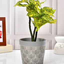 TAYHAA Grey & Beige Printed Ceramic Planter-image-28