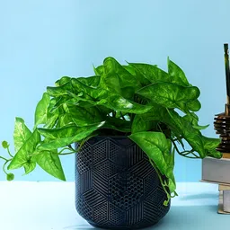 TAYHAA Printed Ceramic Planter-image-6