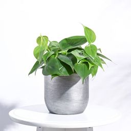UGAOO Silver-Toned Zuri Ball Retro Small Planter-picture-0