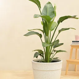 UGAOO White Barca Round Planter For Home & Balcony Garden-image-20