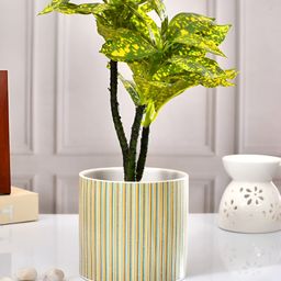 TAYHAA Yellow & Turquoise-Blue Thin-Striped Ceramic Indoor Planter-13