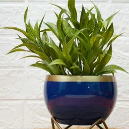 GOLD DUST Blue 2 Pieces Metal Planters-14