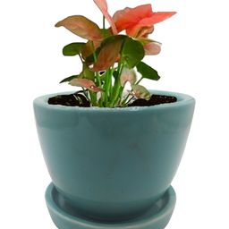 INDIA MEETS INDIA Green Ceramic Planter-image-63