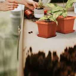 TRUSTBASKET Brown 6 Pieces Sqaure Planter With Saucer-image-45