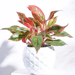 UGAOO White Textured Heraldry Ball Medium Planter-image-55