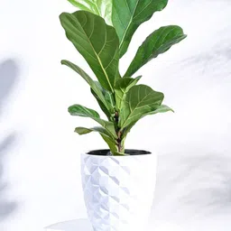 UGAOO Zuri White Textured Heraldry Vase Taper Small Planter-image-43