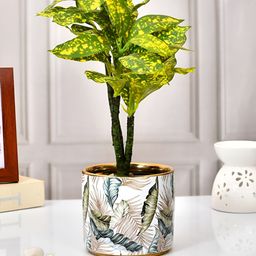 TAYHAA White & Beige Printed Ceramic Planter-7