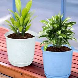 Kuber Industries White & Blue 2 Pieces Marble Finish Planters With Tray-image-94
