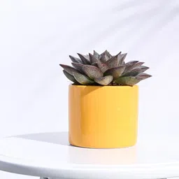 UGAOO Pipe Yellow Ceramic Small Planter-18