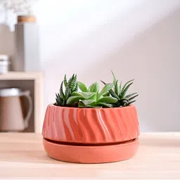 UGAOO Coral Textured Abstract Shaped Ceramic Planter-image-31
