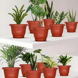 Cinagro Red 12 Pieces Planters-image-60