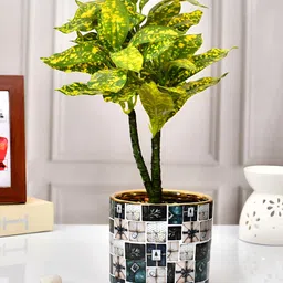 TAYHAA Black & White Printed Ceramic Planter-25