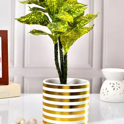 TAYHAA White Spiral Ceramic Planter-image-40