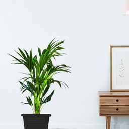 TRUSTBASKET Earth Box Black 12 Pieces Textured Planters-image-56