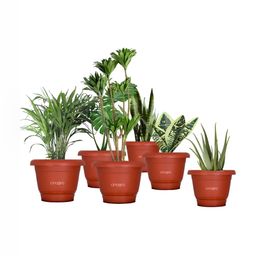 Cinagro Red 6 Pieces Planters-image-100