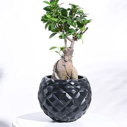 UGAOO Zuri Black Textured Ball Small Planter-image-17