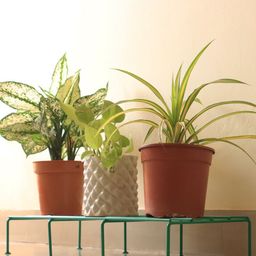 TRUSTBASKET Green Metal Rectangular Planter Stand-57