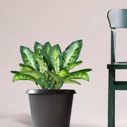 TRUSTBASKET 3 Pcs Black Bhuvi Planters-6
